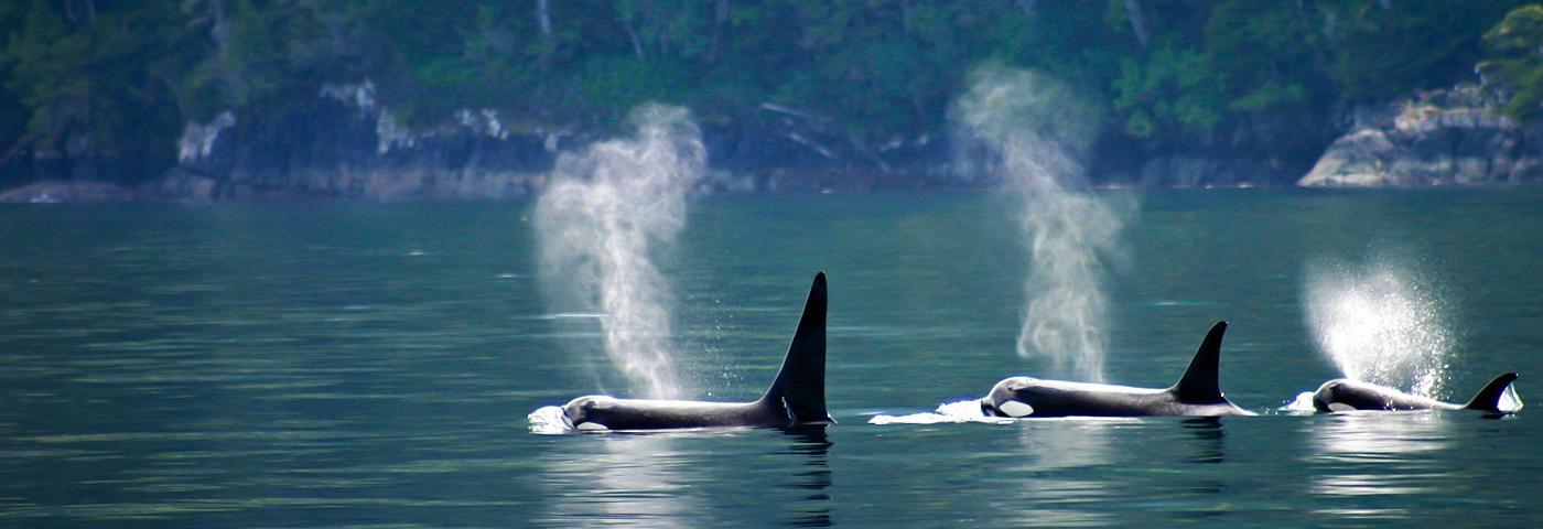 Orcas surfacing off the BC coast